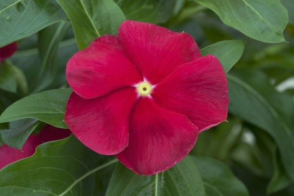 Cora Vinca is available in several colors, and in both trailing and upright varieties. They're known for their disease resistance.