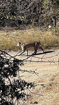 Big ol bobcat across the street