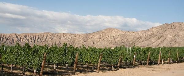 View of vineyard behind Sagebrush Annie's