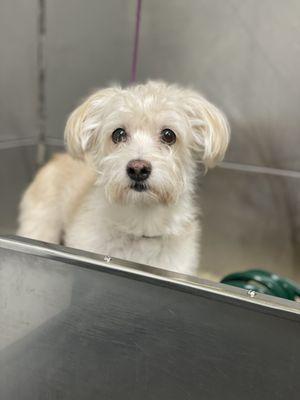 Cujo before, waiting to be bathed by Roxy