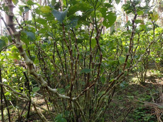 Borogu kava plant from Vanuatu