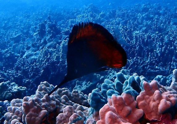 black long nose butterfly fish