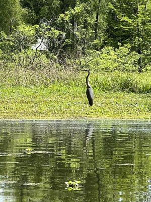 Blue Heron