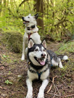 Our dogs in the woods on a walk.