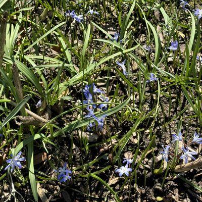 Squill at The English section of The Conservatory Garden at Central Park