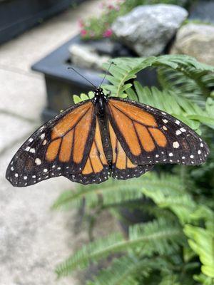 Butterfly house