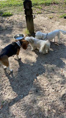 Dog Park at Tom Brown