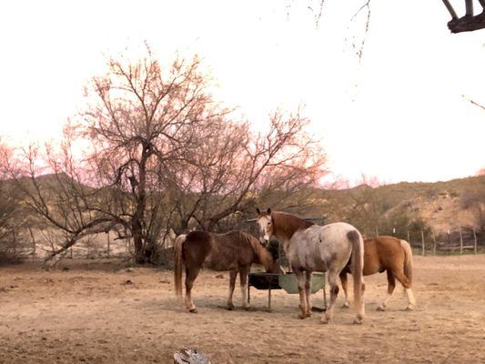 Sunset and a few of their horses.