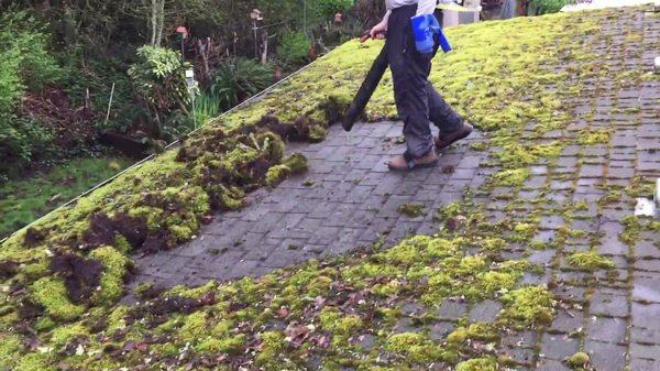 moss removal