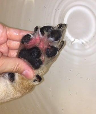 Paw injury