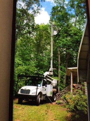 Carolina Tree Service