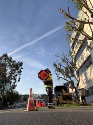 Traffic control for some of our trees along main streets