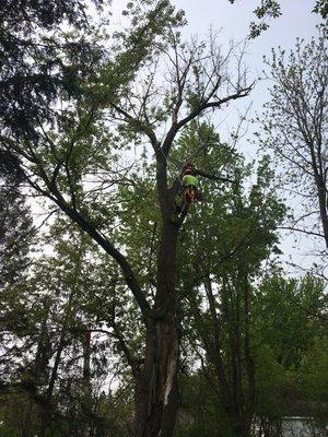 Removing a dead box elder for a customer