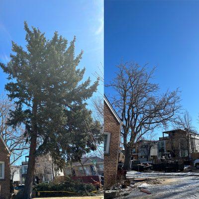 Pine removal about 65 ft tall with a 38 in wide