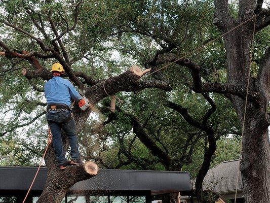 Tree removal on residential property in Austin, Texas.