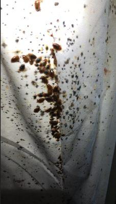 Don't let bed bugs ruin your home life!