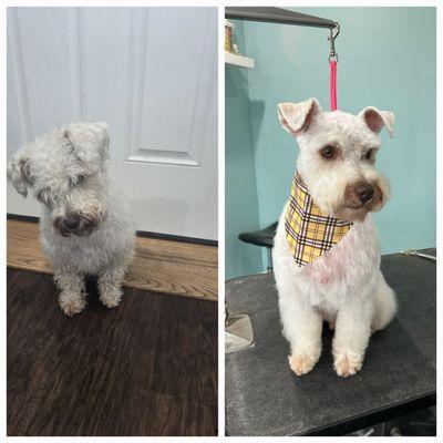 Symmetry Pet Grooming