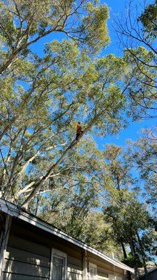 Bay to Bay Tree Service and Land Clearing