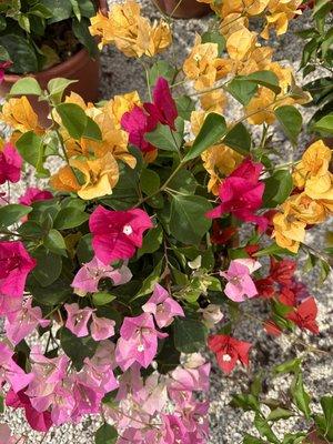 Multicolored Bougainvillea