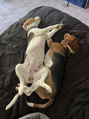 Pups relaxing after a visit to the vet