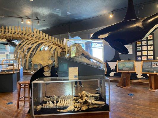 Orca calf skeletons