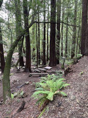 The redwood ceremony grove