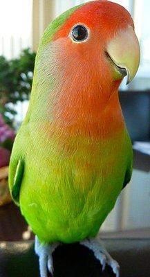 Rose face lovebird