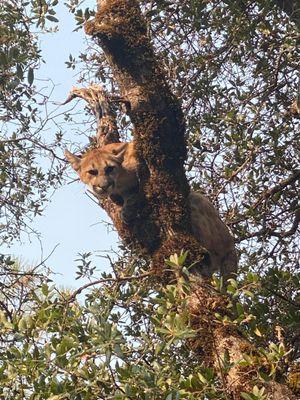 Mountain lion