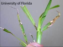 Gray Leaf Spot Fungus Disease on St. Augustine Grass