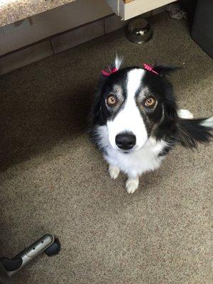 Luna , Valley Vets Greeter , looking cute