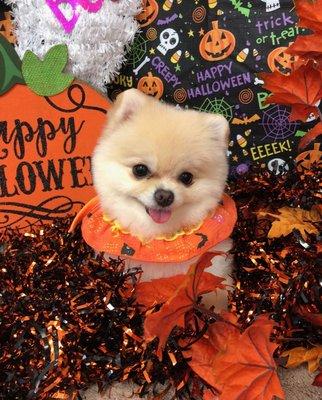 My Halloween cutie pie. Shoko is the best ever!!