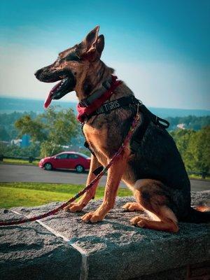 My German Shepherd on the viewing area wall!