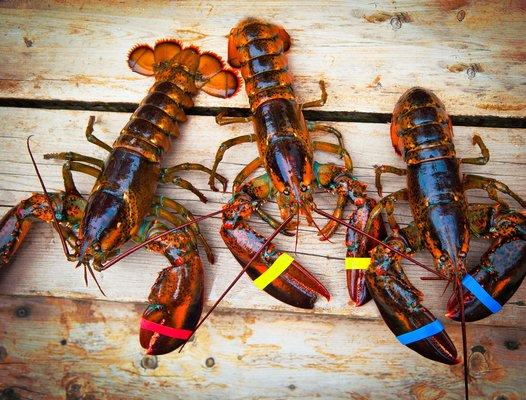 Fresh Lobster In Stock Daily!