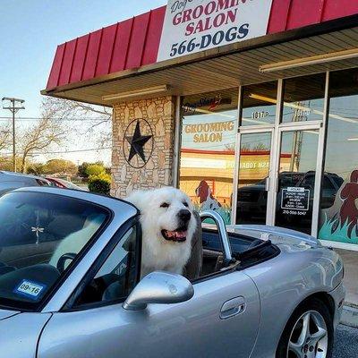 I drove myself to Dog Stars! Grooming Salon for Spa Day