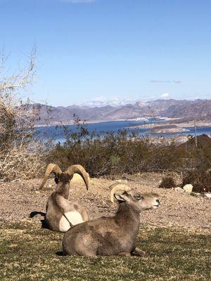 Sheep in the park