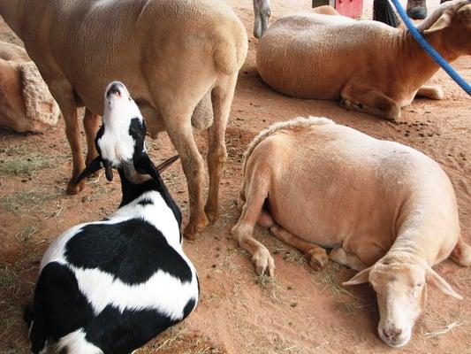 Animals relaxing