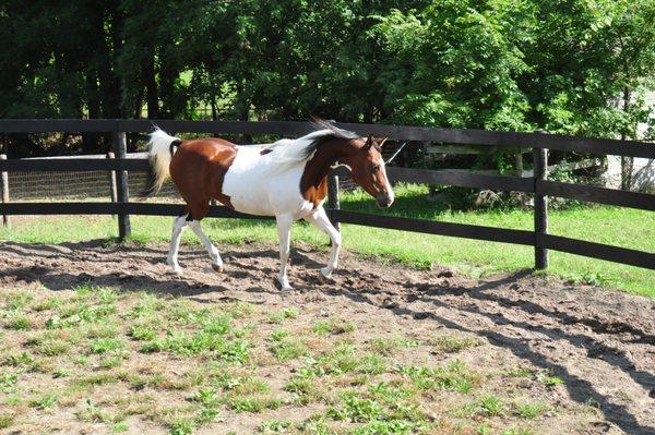 Round pen