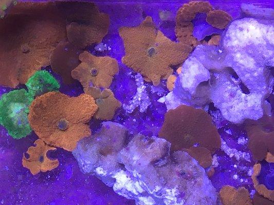 Mushroom corals of all colors are easy to keep and have lots of color in the reef aquarium.