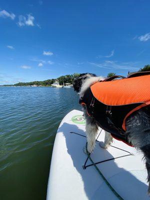 Paddle boarding pups! Bass River Kayaks, Cape Cod, MA