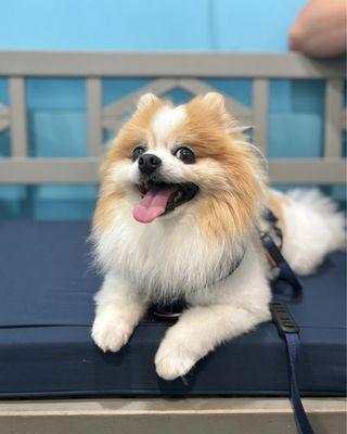 Tater Tot waiting to see Dr. Adams for a same day, urgent care visit ($135)