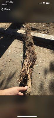 part off a root damage to drain.