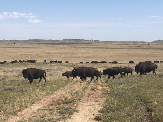 Tour the bison ranch - watch them head to and from the watering hole