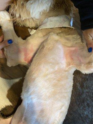 Plus she has major irritation from razor burns that vet says was NOT a result of matted fur as the groomer told us.