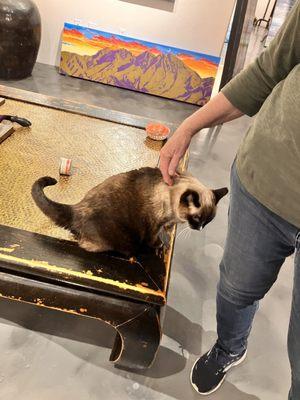 Blue art gallery cat