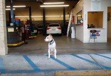 SHADOW, FAW SHOP DOG