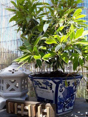 Inside Bonsai Garden