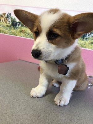 Nala at the Vet