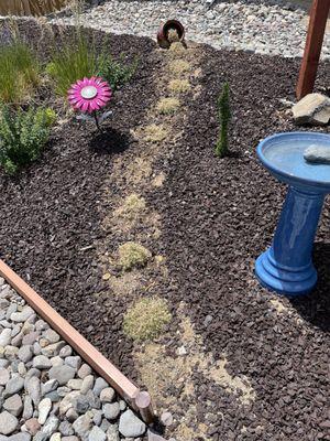 Two months and the Phlox Violet Pinwheels purchased at Rail City are completely dead