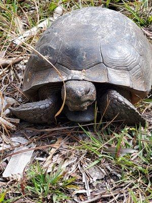 Burrowing tortoise at okeeheelee nature trail