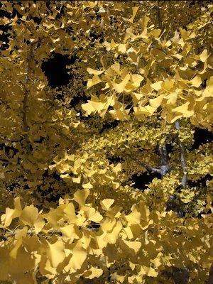 Ginko Trees in the Fall that line the parking lot are Gorgeous and Gold!